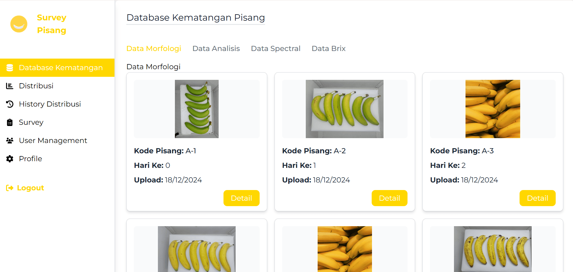 Survey Pisang