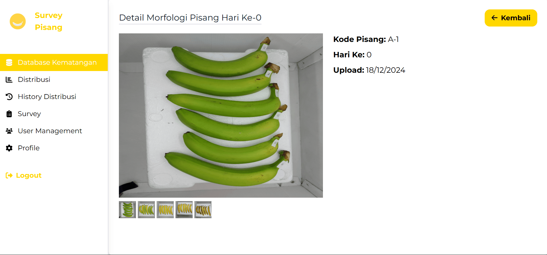Survey Pisang